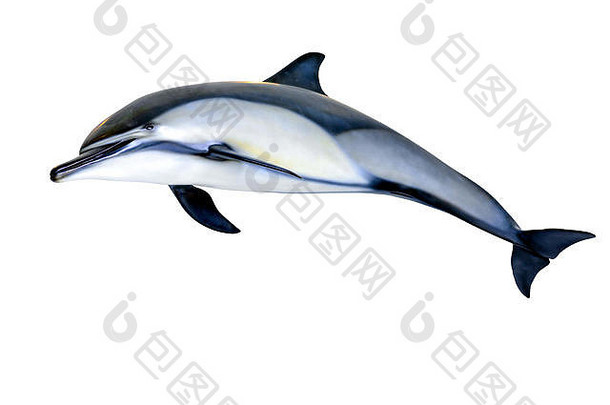 跳海豚孤立的白色背景