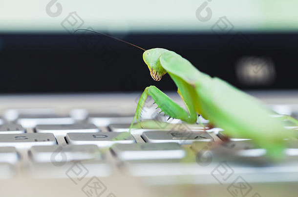 电脑错误比喻螳螂移动PC键盘