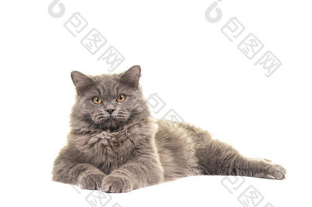 漂亮的蓝色的灰色的英国知识分子的猫说谎地板上一边面对相机孤立的白色背景