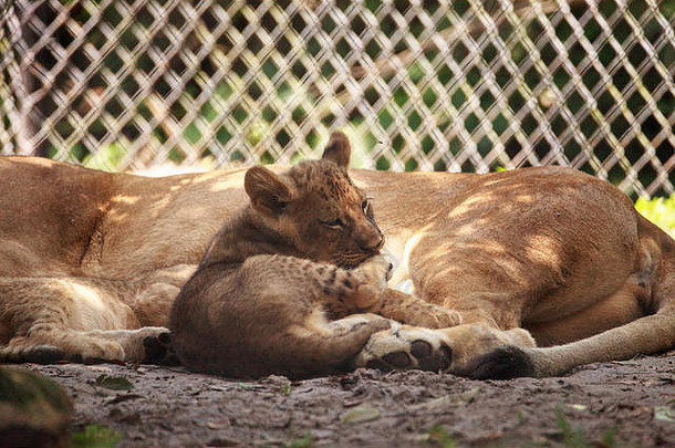 婴儿非洲狮子幼崽豹属利奥护理妈妈。母狮