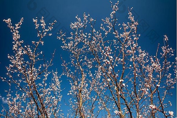 分支机构开花杏子背景蓝色的天空阳光明媚的一天网络横幅春天季节