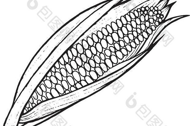玉米着色页面手画插图