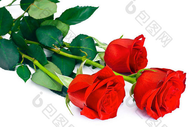 美丽的红色的玫瑰花孤立的白色