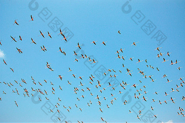 火烈鸟飞行库坦库拉姆蒂鲁内尔维利区泰米尔Nadu