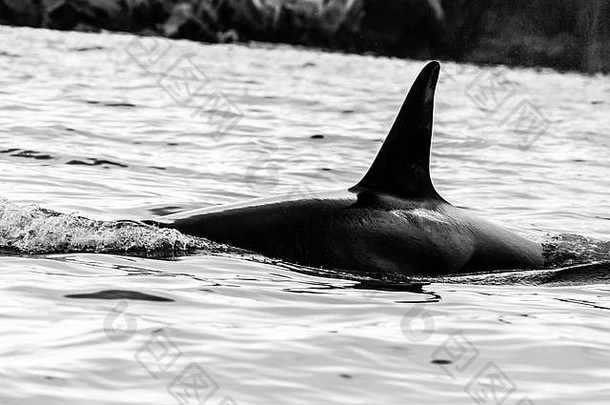 杀手鲸鱼虎鲸自然栖息地堪察加半岛半岛俄罗斯