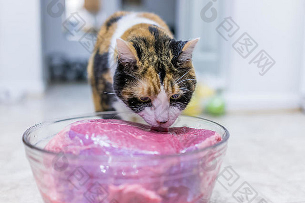 印花棉布的猫舔大块粉红色的牛肉肉碗