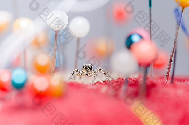 蜘蛛针色彩斑斓的背景宏拍摄