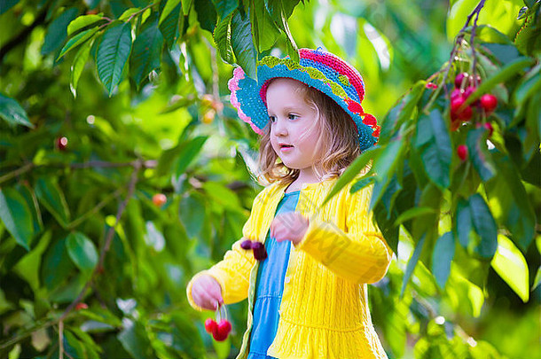 孩子们挑选樱桃水果农场孩子们选择樱桃夏天果园蹒跚学步的孩子吃新鲜的水果花园树