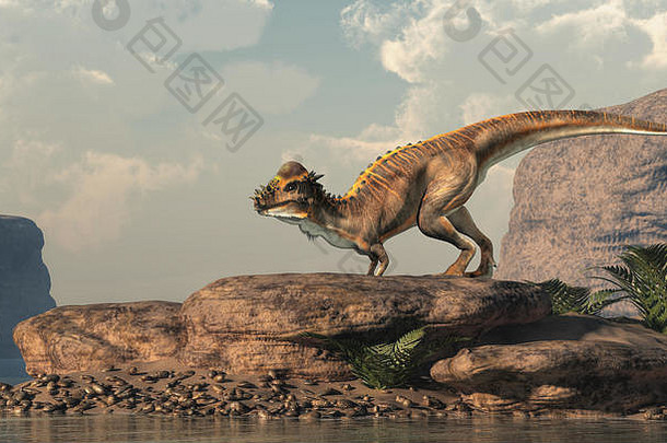 棕色（的）颅站干旱湖颅厚头骨恐龙白垩纪北美国