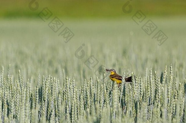 黄色的鹡鸰昆虫嘴小麦