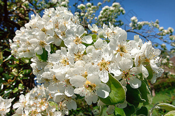 成熟的巴兰德佩里梨树完整的开花果园格洛斯特郡英格兰