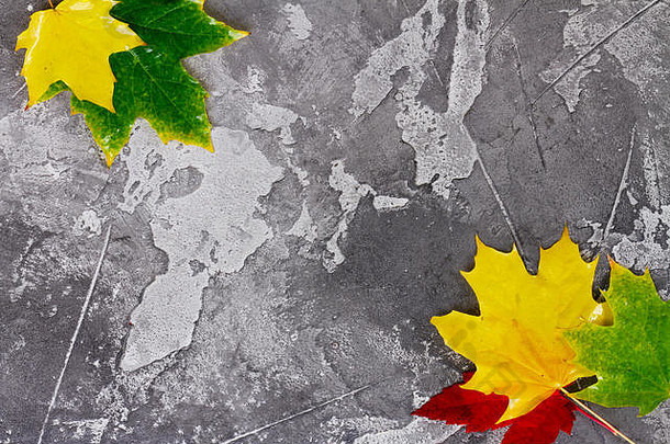 自然枫木秋天叶子框架灰色的石头背景