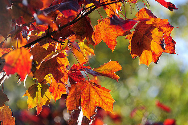 秋天阳光突出了丰富的红色的橙色颜色叶子树林肯林肯郡