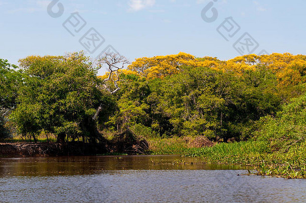 典型<strong>的</strong>河边<strong>的森林</strong>cuiabá河潘塔纳尔栖息地捷豹,大房地产巴西