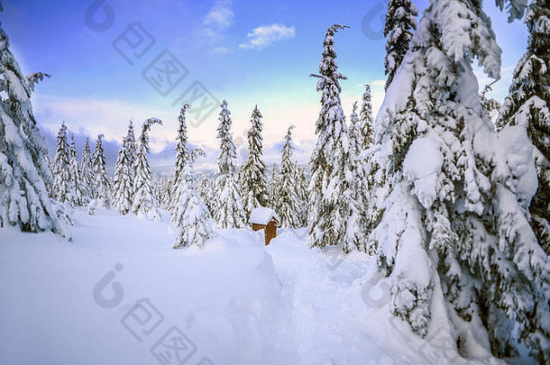 冬天景观白雪覆盖的树山巨型山脉波兰