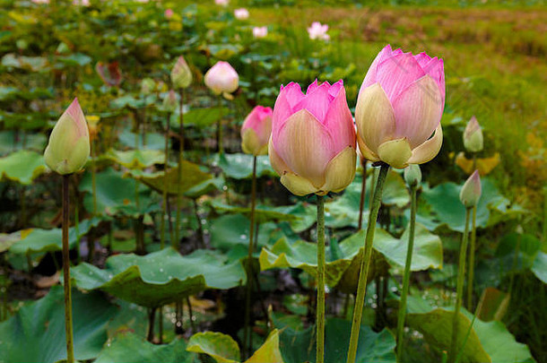 双胞胎莲花花明亮布鲁姆平静和平自然热带池塘春天时间亚洲