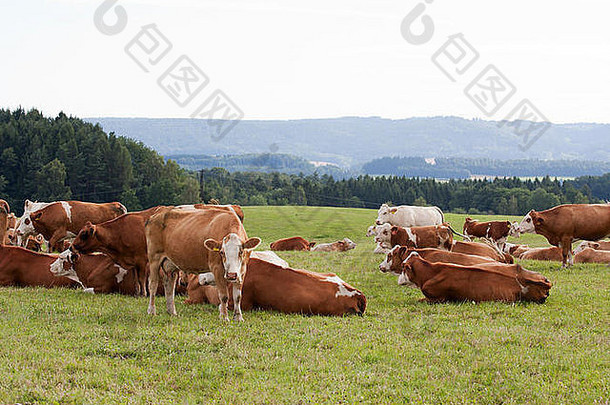 棕色（的）白色乳制品牛<strong>牧场</strong>捷克共和国
