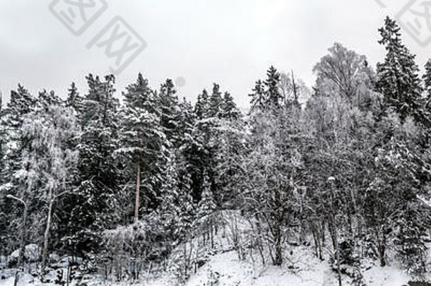 森林附近的路瑞典城市冬天雪树城市