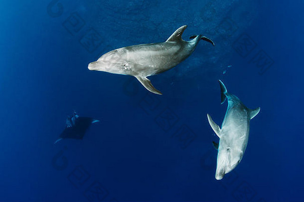 宽吻海豚海豚语Truncatus海洋<strong>曼塔斯</strong>游泳水下风景雷维拉吉赫多群岛