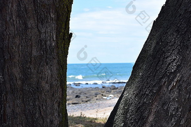 拍摄海滩树树干艾略特头班达昆士兰