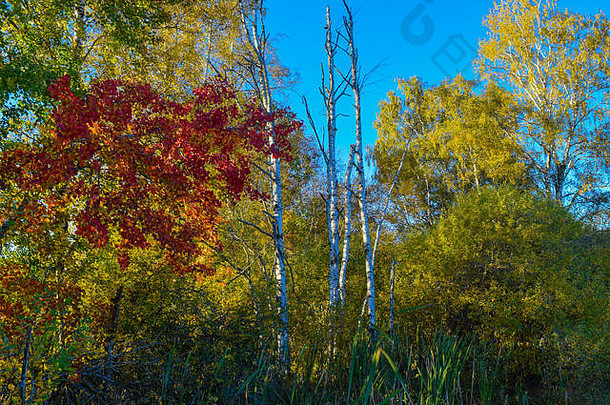 视图美丽的<strong>树</strong>秋天10月美丽的颜色红色的橙色绿色叶子<strong>树</strong>蓝色的天空