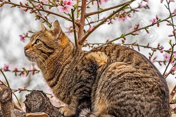 春天花猫树分支自然