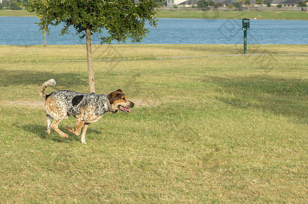 bluetick猎犬有三色的沃克coonhoung混合运行槽狗公园抓住了中步爪子地面dpi