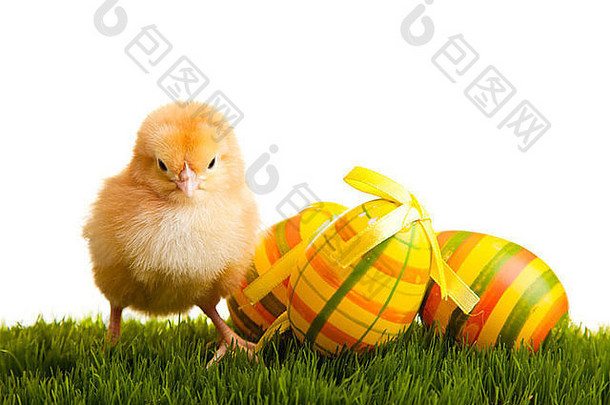 复活节鸡蛋鸡绿色草白色孤立的背景