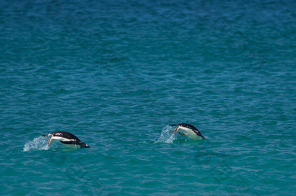 Gentoo企鹅Pygoscelis巴布亚游泳海海岸黯淡岛福克兰岛屿