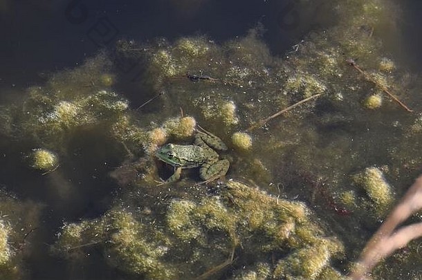 水丝状藻偷看青蛙