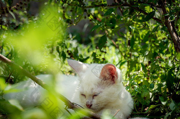 小猫采取La2树避免阳光