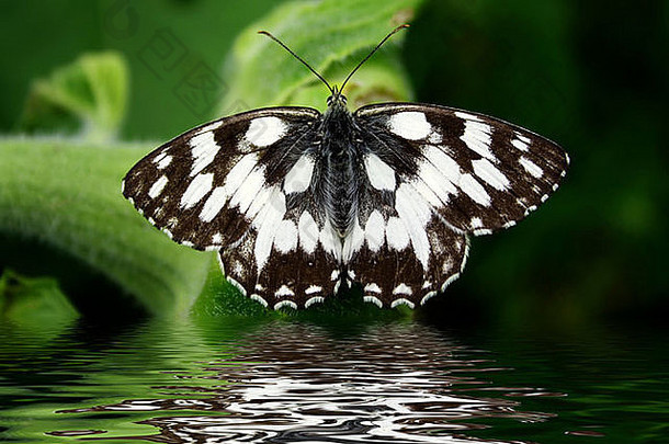 反射水美丽的蝴蝶