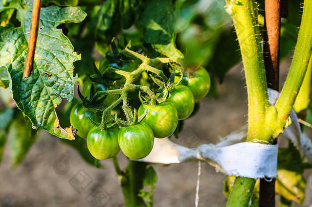 西红柿温室绿色水果