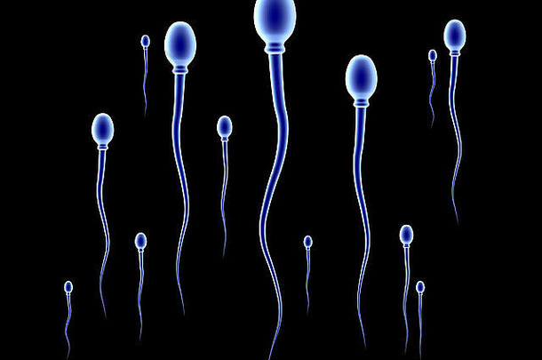 精子细胞蛋