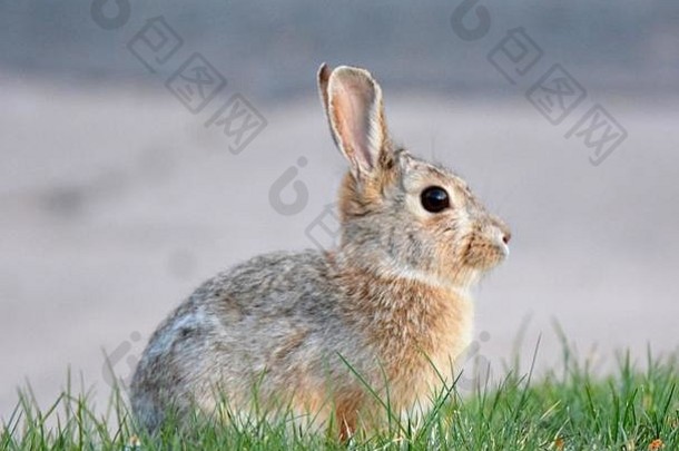可爱的兔子兔子