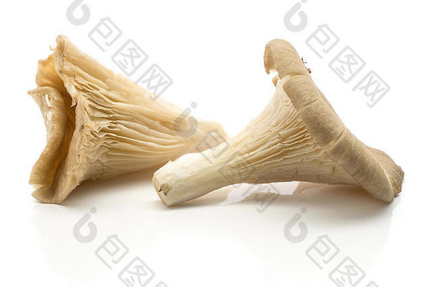 牡蛎蘑菇真菌普通蘑菇鸵鸟孤立的白色背景生未煮过的