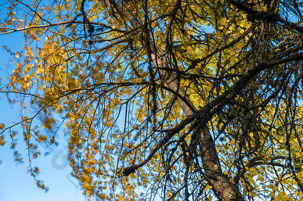 银桦木树桦木属橡树分支机构叶子吹下午微风斯特苏格兰10月