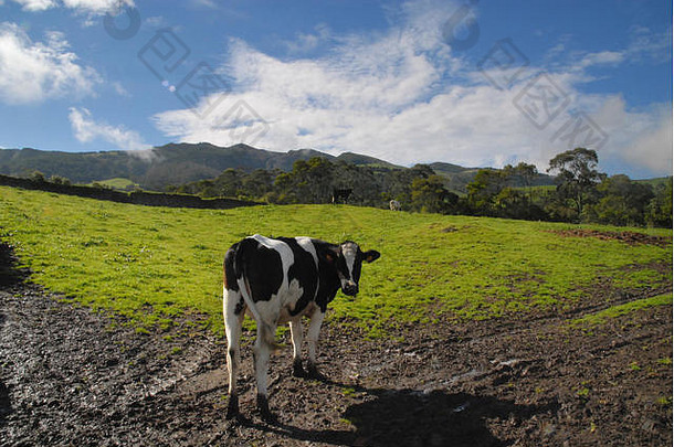 牛草地为什么米格尔亚速尔葡萄牙