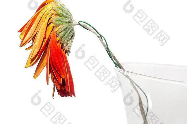 枯萎的花非洲菊属植物菊科黛西家庭玻璃花瓶干花叶子悲伤情绪特写镜头