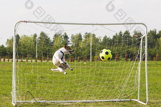 有趣的狗玩足球守门员