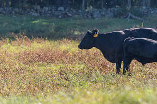 妈妈牛喂养小腿轮廓站玉米田晚上森林背景影子