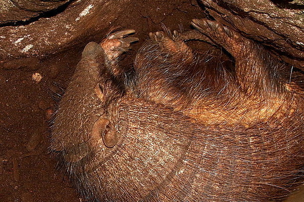 南美国大多毛的犰狳chaetophractus绒毛蕨卷采取La2