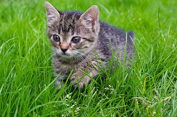 小条纹小猫狩猎绿色草