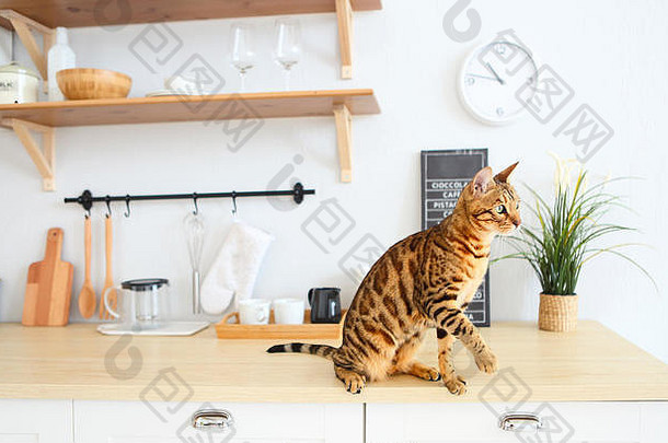 孟加拉猫白色背景坐在横盘整理猫厨房
