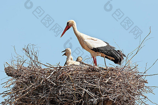 白色鹳年轻的婴儿鹳nest-Ciconiaciconia
