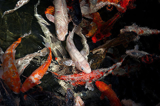 池塘色彩斑斓的锦 鲤鱼游泳表面
