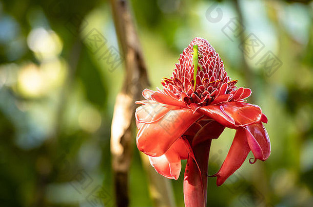 小绿色壁虎蜥蜴红色的火炬姜花热带夏威夷花园