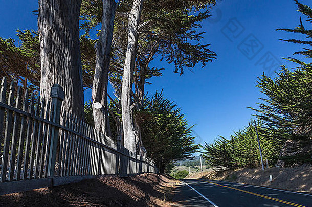 行蒙特利柏树树种植cuffey的湾天主教墓地奇诺县加州美国