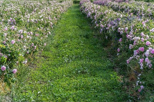 行保加利亚粉红色的玫瑰花园日落位于色雷斯人玫瑰谷令人惊异的颜色