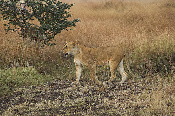 非洲母狮马赛玛拉东非洲